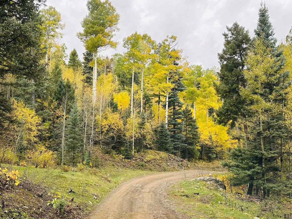 Fall foliage aspen New Mexico Pecos Canyon